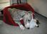 Whippet Nico