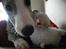 Whippet Nico