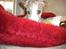 Whippet Nico