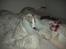 Whippet Nico