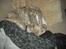 Whippet Nico