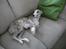 Whippet Nico