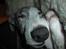 Whippet Nico