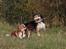 Cavalier king charles spaniel Bazil - Bazil og Fluffy leger :-)
