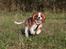 Cavalier king charles spaniel Bazil - Bazil 4½ mdr.