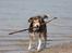 Blanding af racer La`Fontaine`s Miss Fluffy