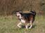 Blanding af racer La`Fontaine`s Miss Fluffy