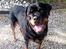 Rottweiler Tayson