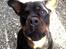 Rottweiler Tayson - Ligner jeg så en schæferhund nu?
Nej Tayson, du ligner en flagermus!!