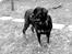 Rottweiler Tayson