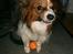 Papillon Gallinas Ninja (Liam)