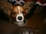 Papillon Gallinas Ninja (Liam)