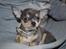 Chihuahua koda's ANGEL