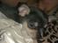 Chihuahua koda's ANGEL - første gang angel sover uden sin familie, men hos en ny flok