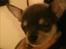 Chihuahua koda's ANGEL - her er angel 7 uger og stadig ik flyttet ind...
