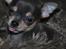 Chihuahua koda's ANGEL