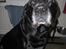 Labrador retriever Django Mine forældres : R.I.P baby. <3
