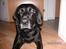 Labrador retriever Django Mine forældres : R.I.P baby. <3