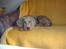 Blanding af racer Freja (R. I. P. )?? - Sofa hund :o)