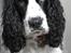 Cocker spaniel Lady