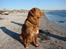 Nova scotia duck tolling retriever Chilli