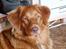 Nova scotia duck tolling retriever Chilli