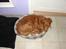 Nova scotia duck tolling retriever Chilli