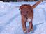 Nova scotia duck tolling retriever Chilli