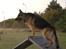 Schæferhund Fenris