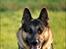 Schæferhund Fenris