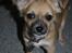 Chihuahua Nemo