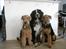 Airedale terrier Tessdale`s Magnificent prince (Ozzi) - Ozzi sammen med sine brødre. Ozzi 6 mdr.