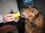 Gravhund Muttley R.I.P  - Muttley ELSKEDE frugt... :-D