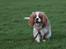 Cavalier king charles spaniel Bazil - Bazil 5½ måned