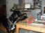 Blanding af racer Charley - Smukke hund :)
