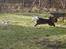 Blanding af racer Batman          30/5 2006 - 16/6 2020