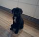 Blanding af racer *Teco* Dogo canario/Labrador 