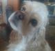 Amerikansk cocker spaniel Luna