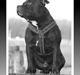 Staffordshire bull terrier Manse