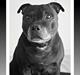 Staffordshire bull terrier Mille