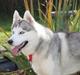 Siberian husky Hulduheims Wild Thing