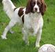 Field Trial spaniel Enya