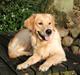 Golden retriever Liva
