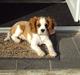 Cavalier king charles spaniel Alfred Kokhus