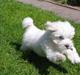 Coton de tulear Silke
