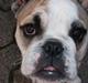 Engelsk bulldog Carla