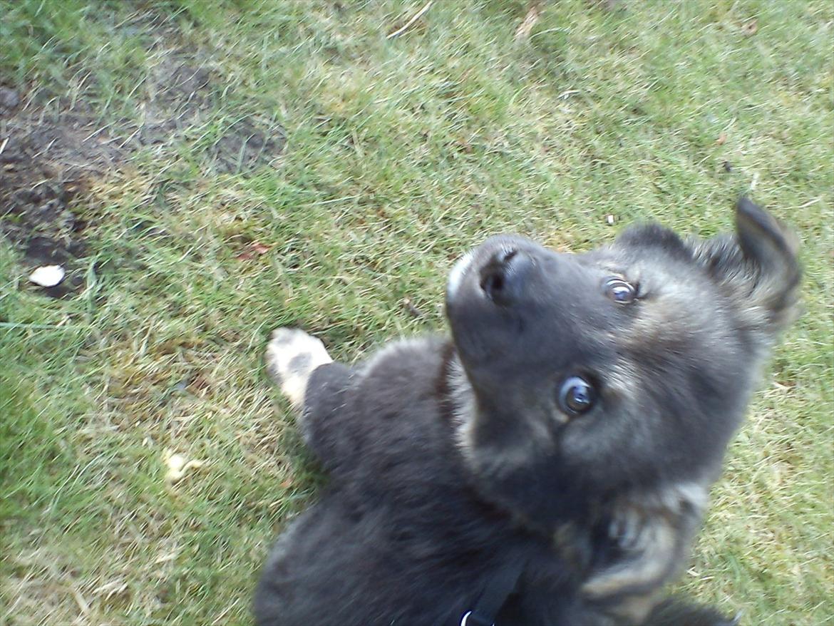 Finsk lapphund Cico - Er jeg ikke fin?!:) billede 2