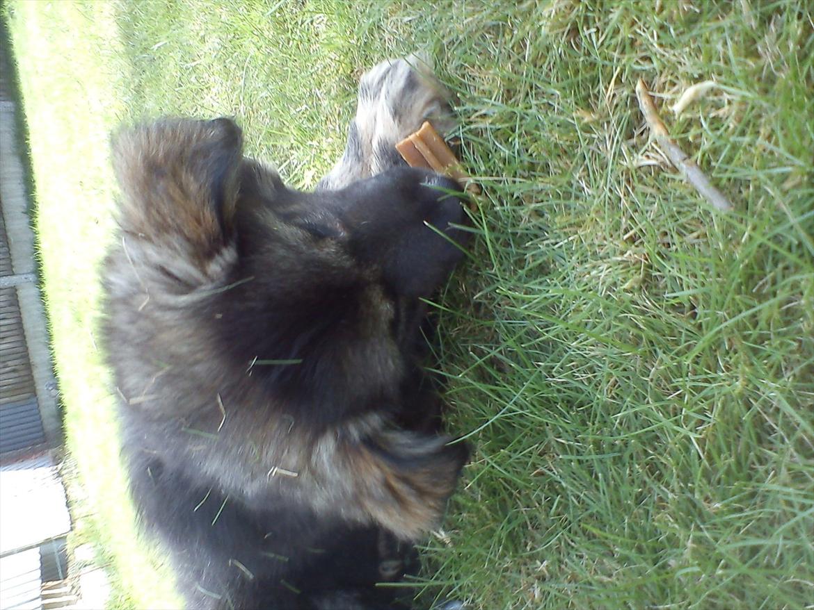 Finsk lapphund Cico - mmm... Det er gur!!:)<3 billede 4