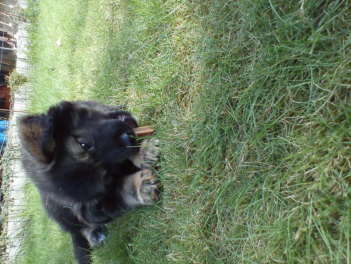 Finsk lapphund Cico - JUBII!! Jeg har lige fået en kødben!!:)<3 billede 3