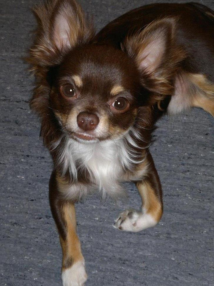 Chihuahua High Fly Justin Time Valentino - High Fly Justin Time Valentino billede 3